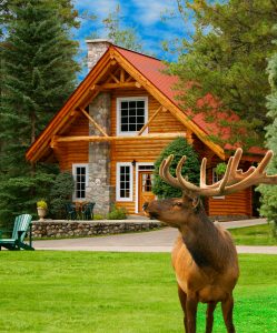 Exterior of Alpine Village Jasper with elk on front lawn