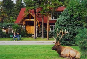 Exterior of Alpine Village Jasper with elk on front lawn