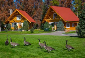 Exterior of cabin at Alpine Village Jasper with Canada Geese on grass