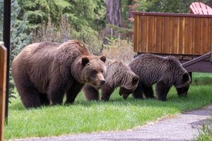 A parent bear and their 2 little cubs in Alpine Village Cabin Resort