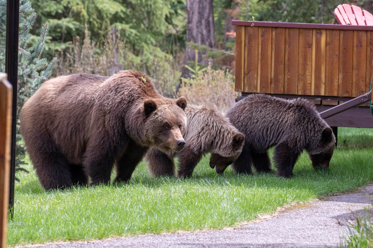 A parent bear and their 2 little cubs in Alpine Village Cabin Resort