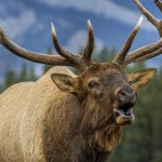 Elk with large antlers. Trees and a mountain in the background.
