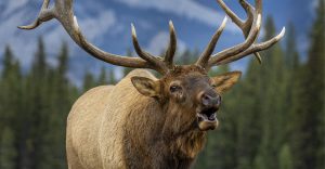 Elk with large antlers. Trees and a mountain in the background.