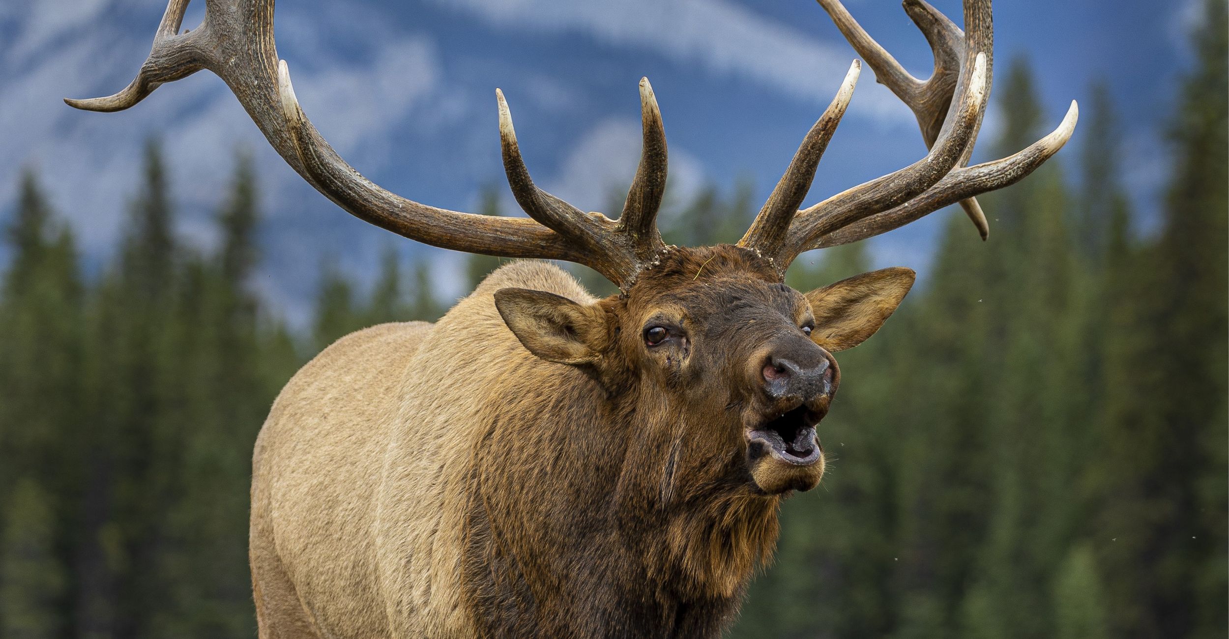 Elk with large antlers. Trees and a mountain in the background.
