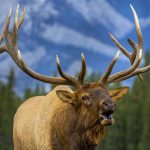 Wildlife of Jasper: A Guide to Summer Animal Sightings