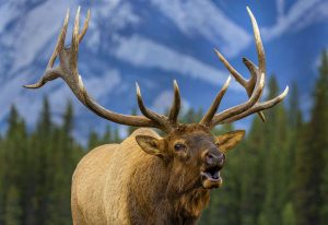 Wild Elk at Alpine Village