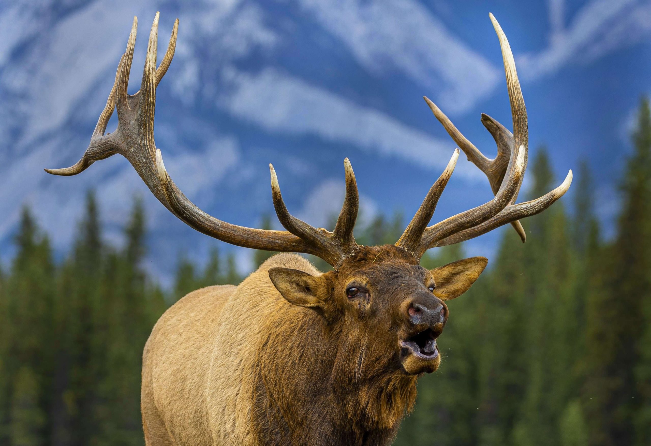 Wild Elk at Alpine Village