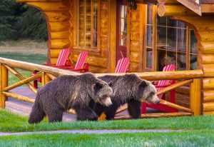 Bears wondering around Alpine Village