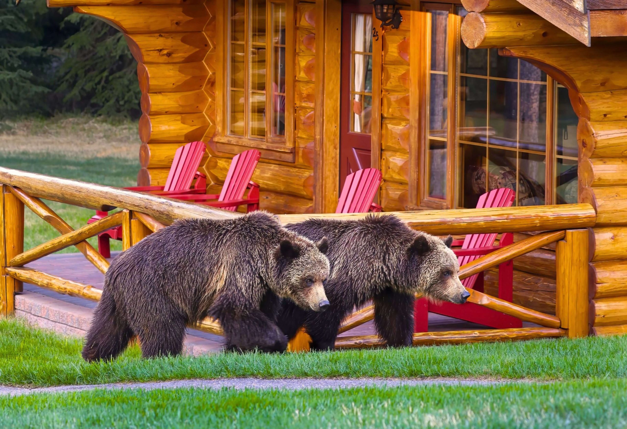 Beautiful bears wondering around Alpine Village, showing the lovely wildlife