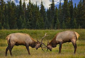 2 Elk locking majestic antlers in Jasper