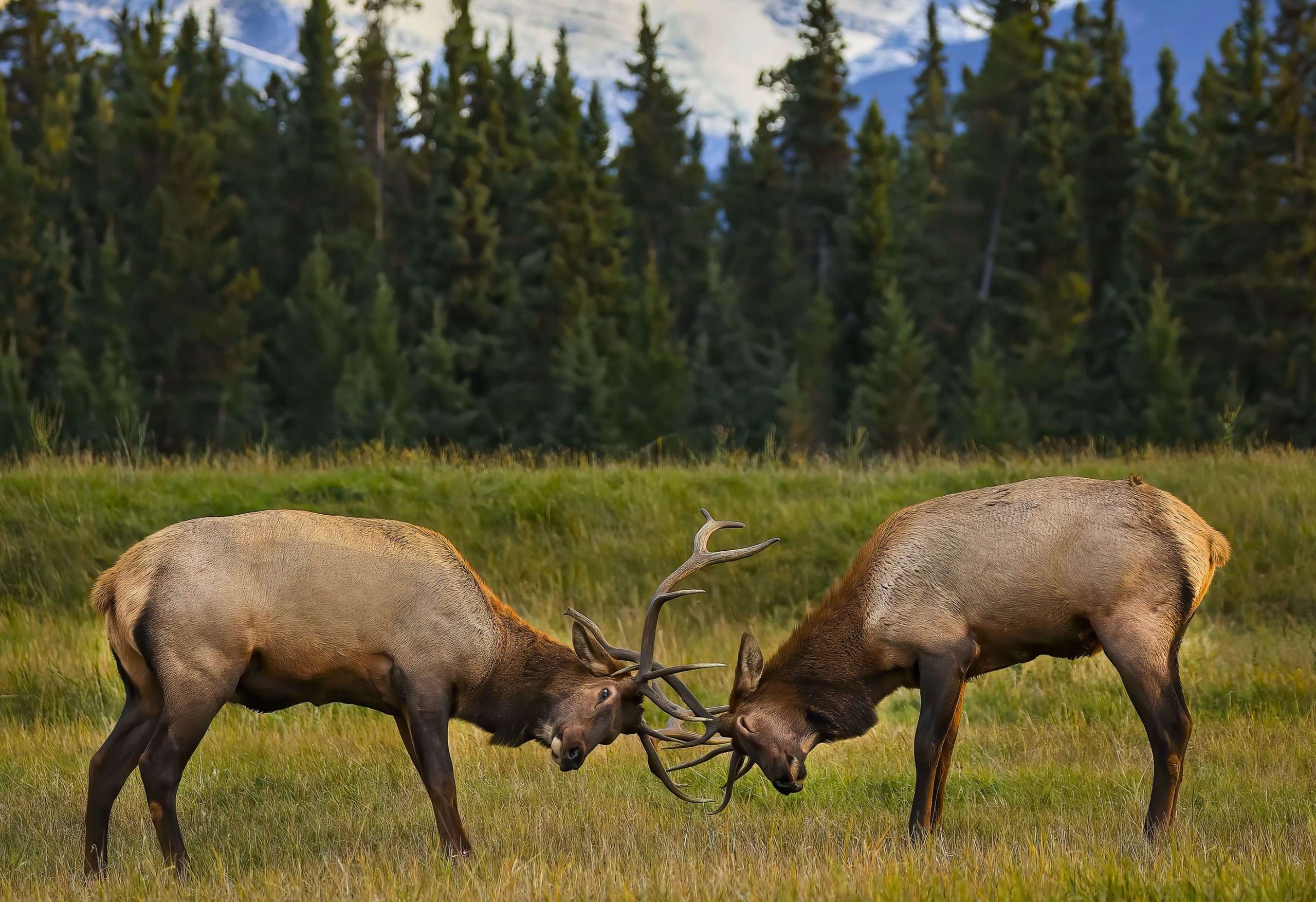2 Elk locking majestic antlers in Jasper