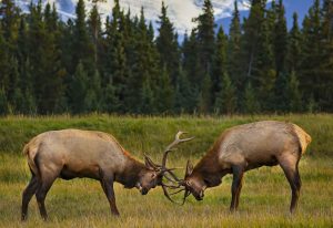 2 Elk locking majestic antlers in Jasper