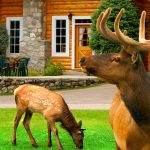 3 Elk outside of a cabin in Alpine Village
