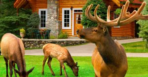 3 Elk outside of a cabin in Alpine Village
