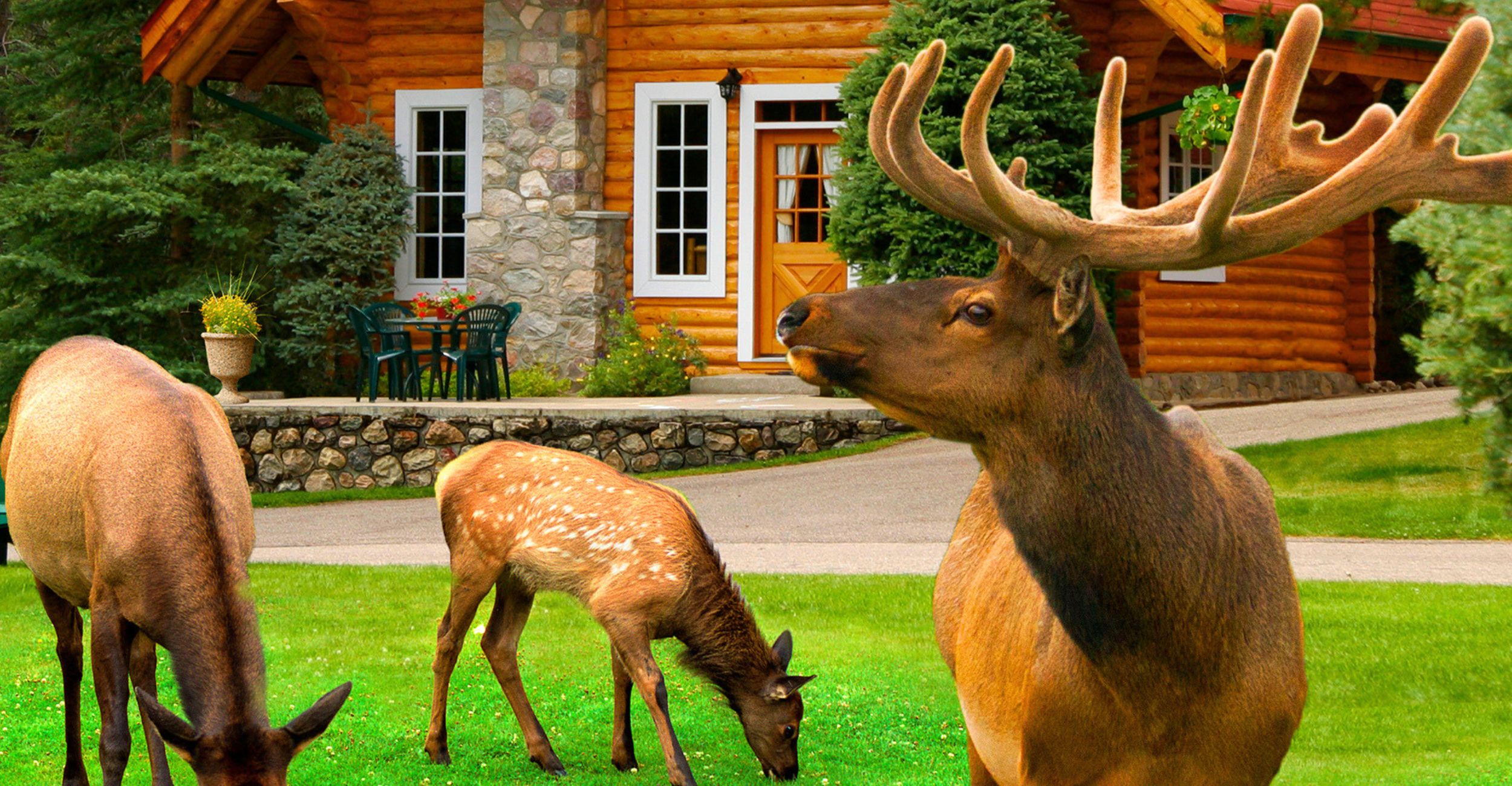 3 Elk outside of a cabin in Alpine Village