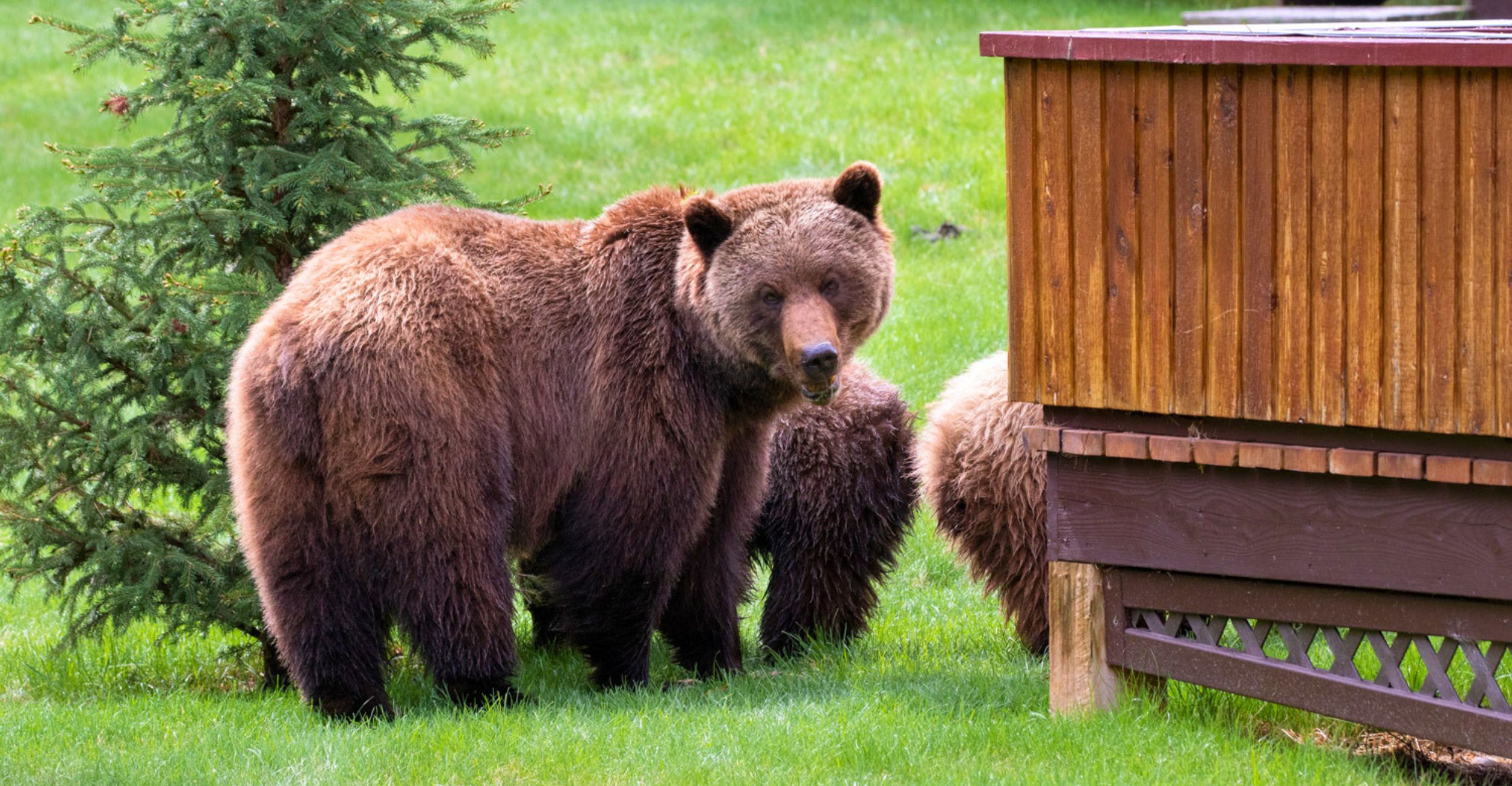 A family of bears at Alpine Village Jasper, with an adult bear turning around to look at the camera.