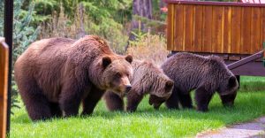 A family of bears roaming around Alpine Village in Jasper National Park