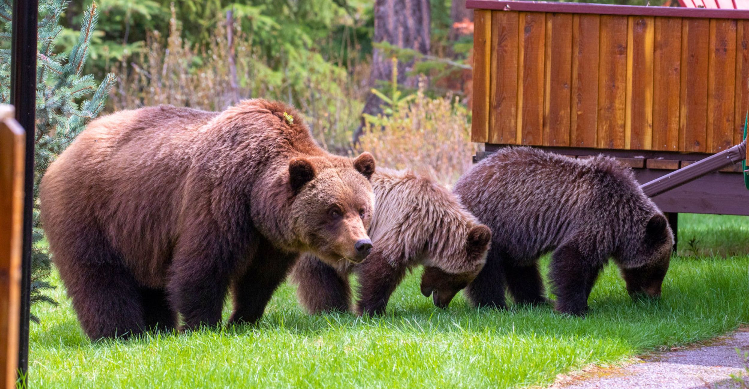 A family of bears roaming around Alpine Village in Jasper National Park